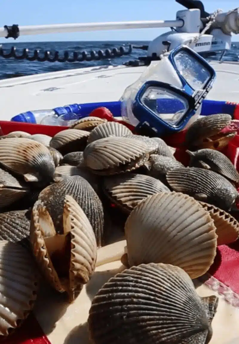 Scalloping in Hernando Beach Fresh scallops and snorkeling goggles on a boat in Hernando Beach