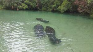 three manatees swimming