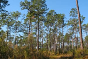 bike pine tract