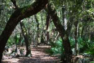 Cypress Lakes Preserve