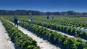 U-Pick at JG Ranch