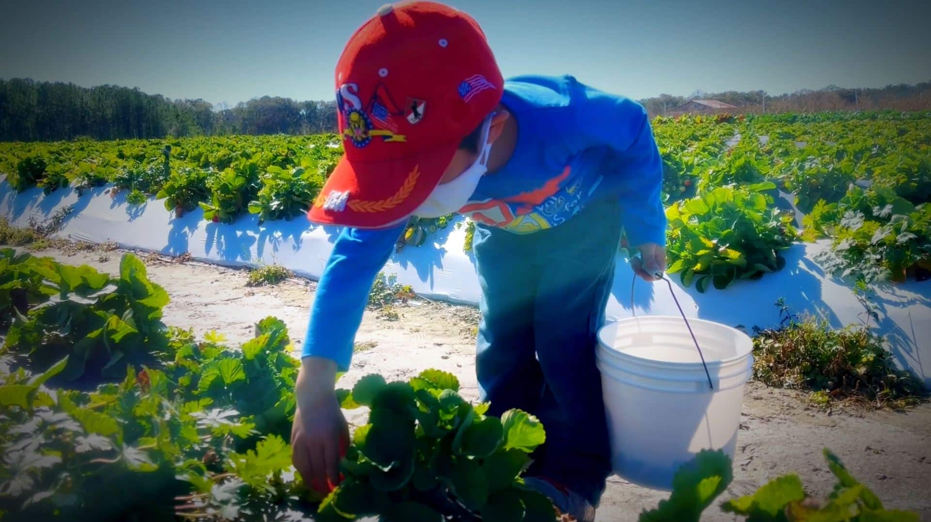 Child picking strawberries at JG Ranch