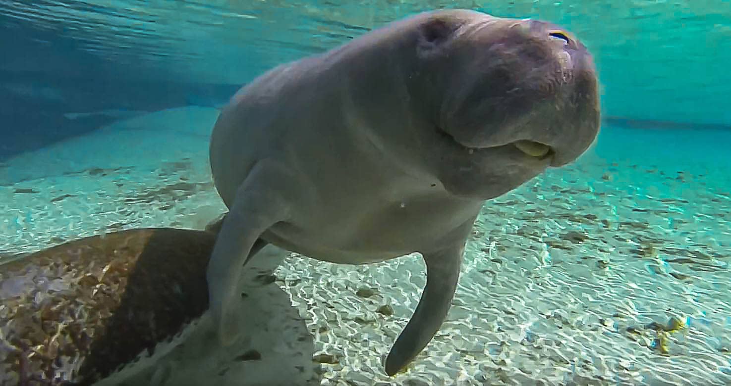 Manatee