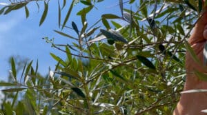 Olive Grove on Florida's Adventure Coast