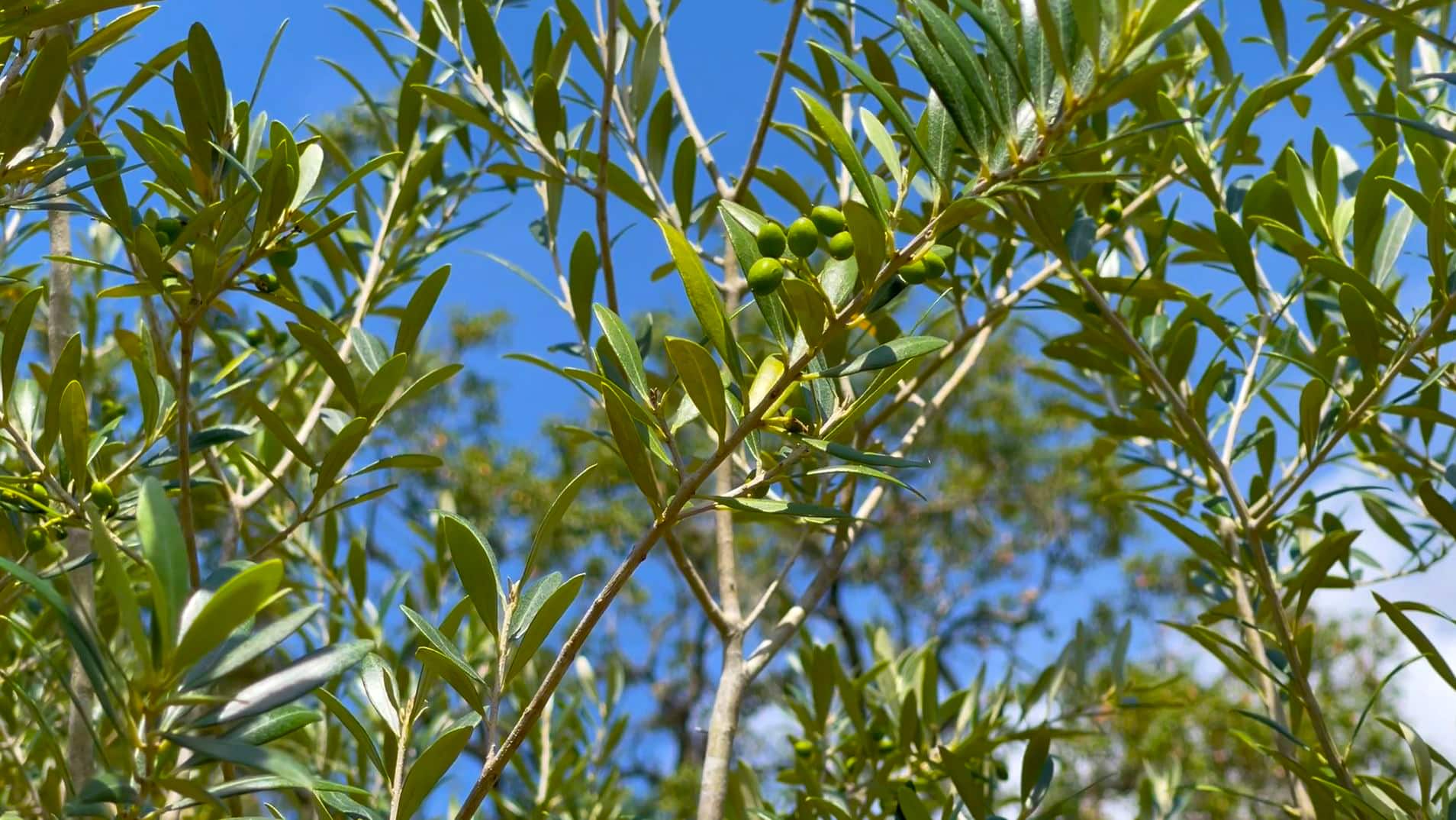 Koroneiki Olive Trees For Sale at Ty Ty Nursery