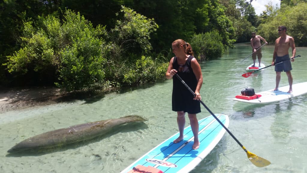 Paddleboarders on the Weeki Wachee River floating next to manatee