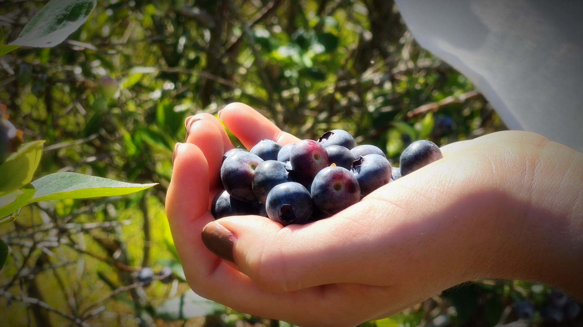 Blueberry picking at Upicktopia