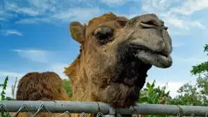 camel at Boyette's Grove