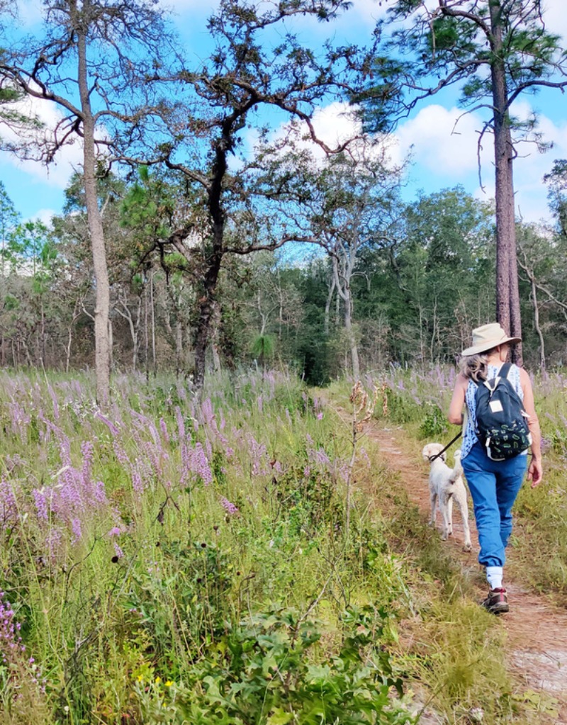 A woman walking with her dog on a leash in a forest with purple flowers blooming to their left.