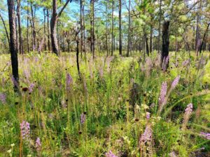 Blazing-stars blooming on the Croom Tract of the Withlacoochee State Forest’
