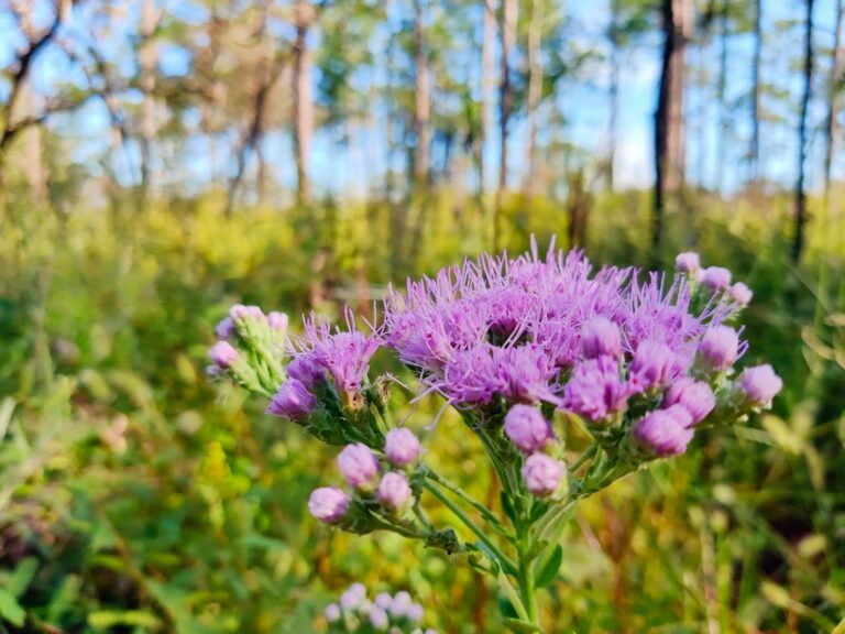 Take a hike this November to see amazing wildflowers on Florida’s ...