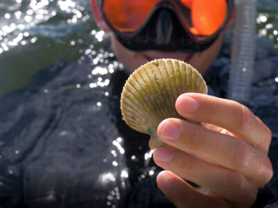 A man in snorkeling gear with a scallop in hand