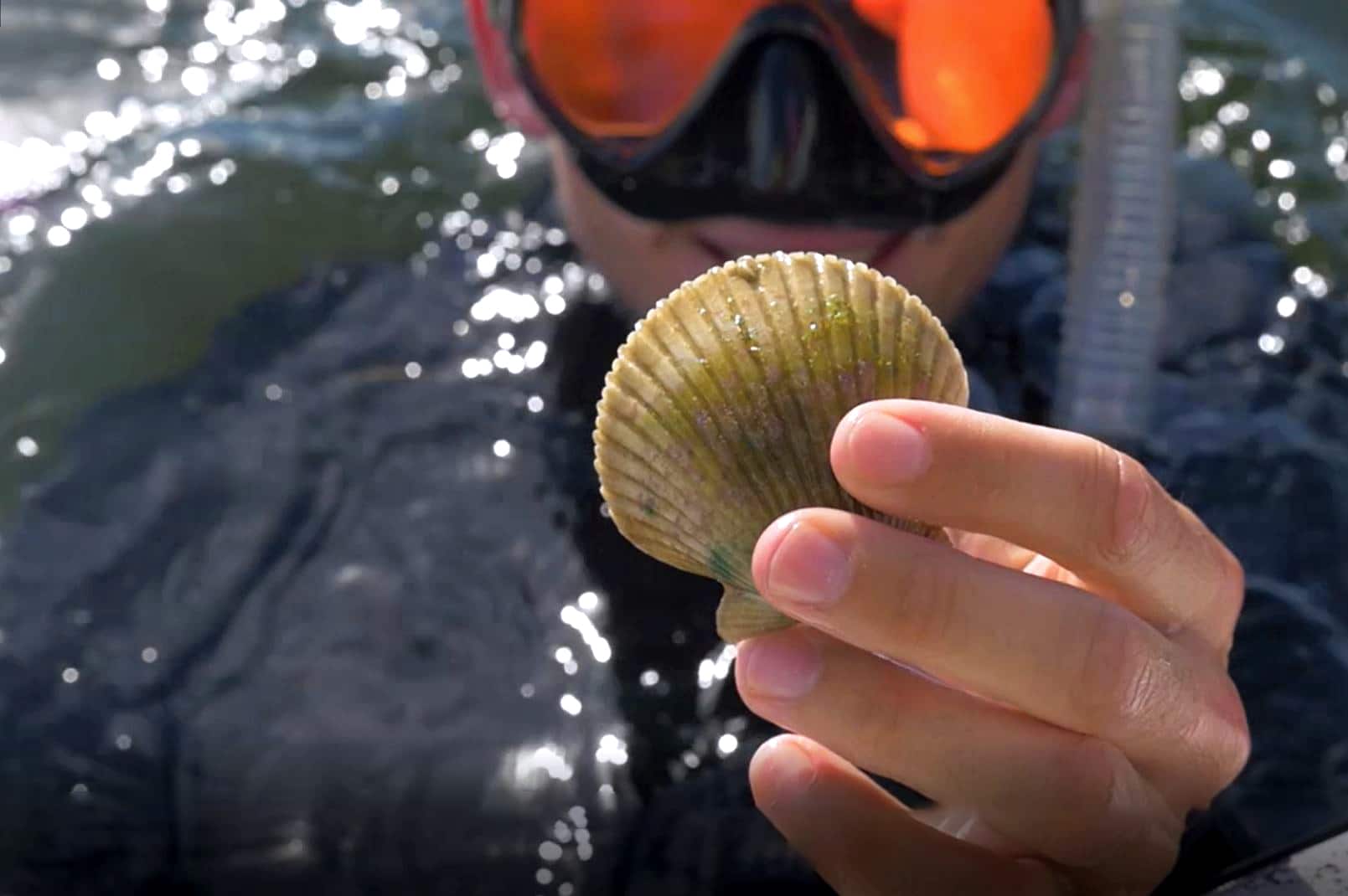 A man in snorkeling gear with a scallop in hand