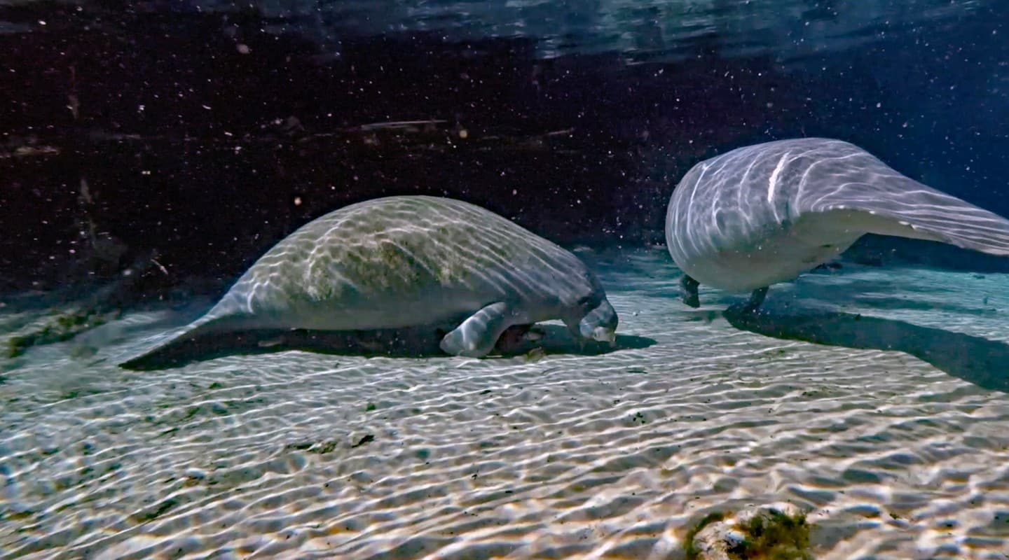 Two manatees rest on the sandy bottom of a river, with light rippling on them from above.