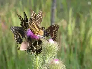 A group of swallowtail butterflies all perched on a purple flower in a grassy field.
