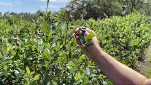 berry picking