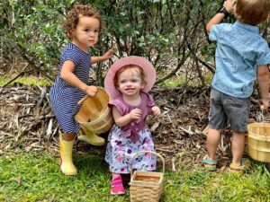 picking blueberries at Margo's Blueberry Farm