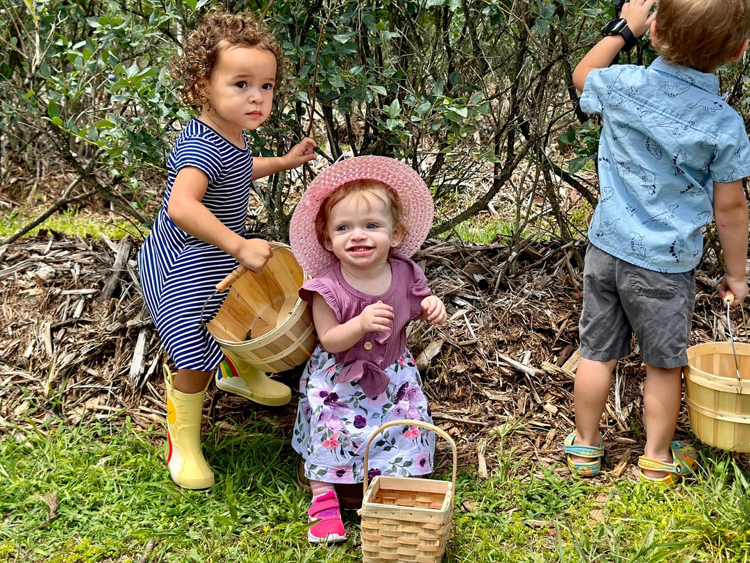 picking blueberries at Margo's Blueberry Farm