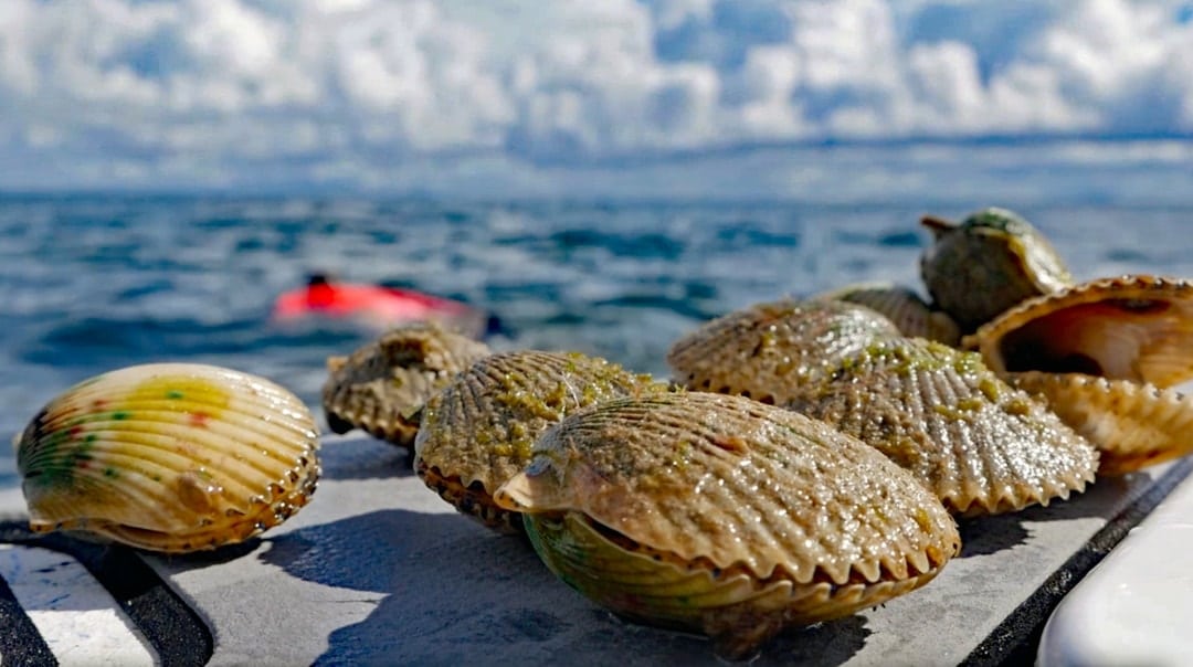 Scalloping