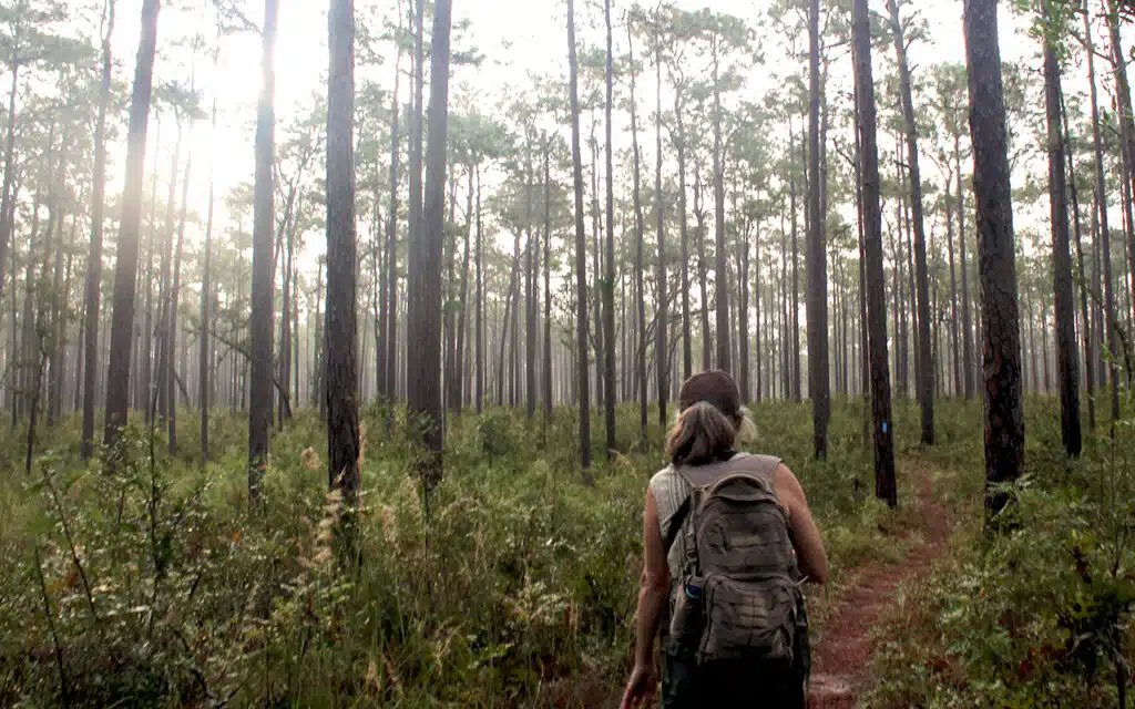 Hikee in Withlacoochee State Forest hiking