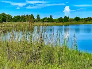 A blue lake with green grass growing around it and evergreen trees and a bright blue sky in the distance
