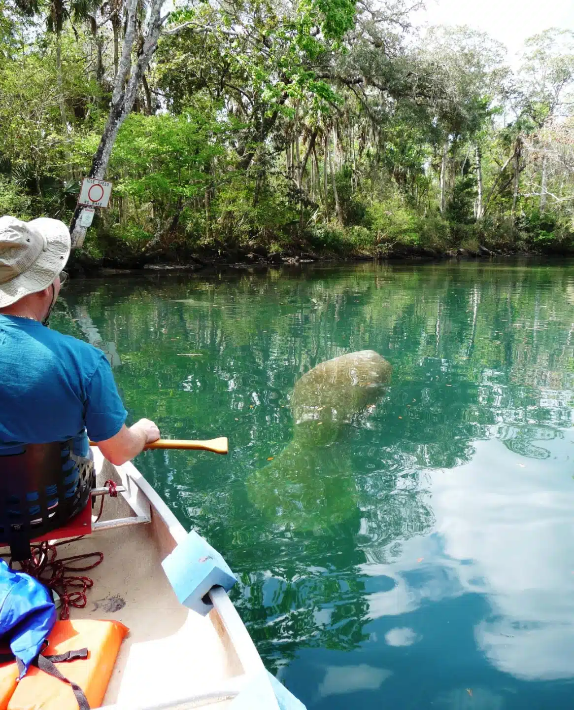 Manatee Viewing in Weeki Wachee A man in a kayak looking at a manatee near the surface of blue turquoise waters of the Weeki Wachee River