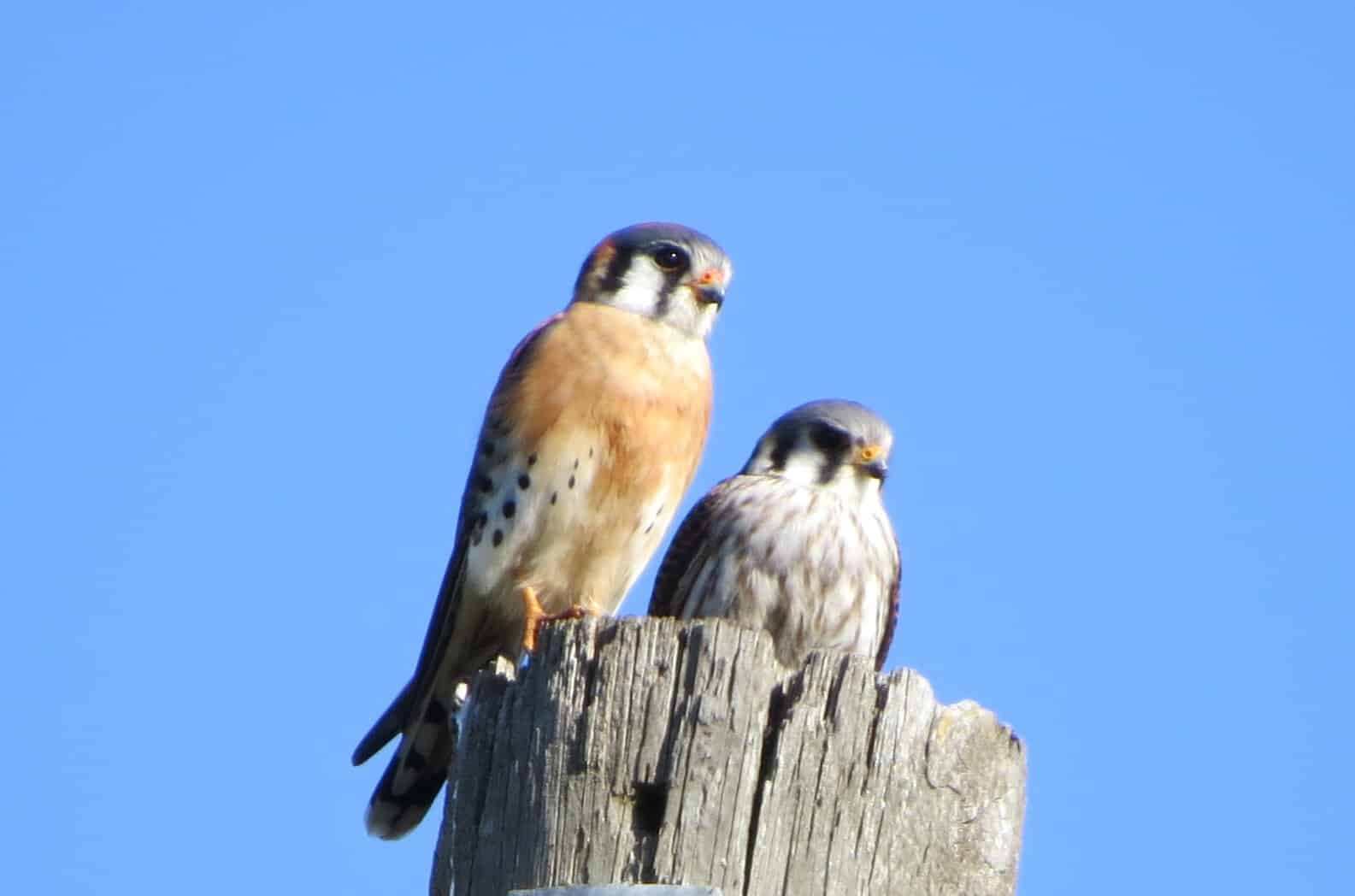 American Kestrel