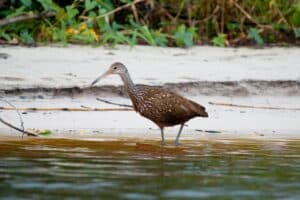 limpkin