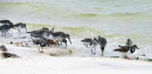 Pine island birds