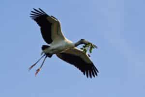 Wood stork