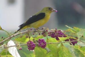 Tanager