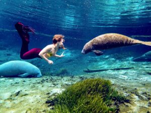 mermaid swimming with a manatee