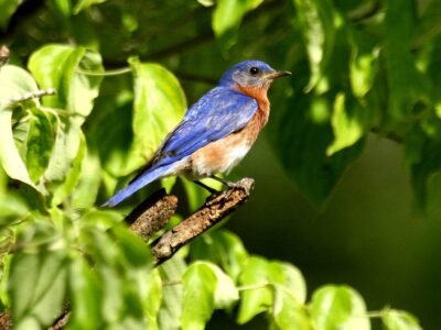 A bluebird perches on a leafy tree branch. The bird has bright blue and orange markings.