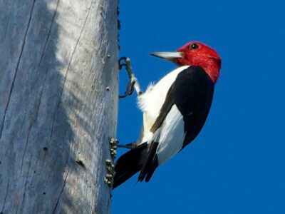 A red-headed woodpecker with bright red, white and black plumage perched on the side of a tree trunk