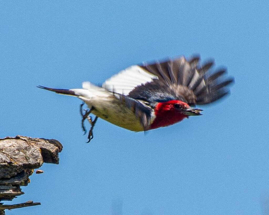 A Red-headed Woodpecker taking flight
