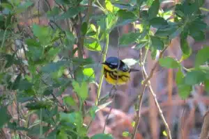warbler