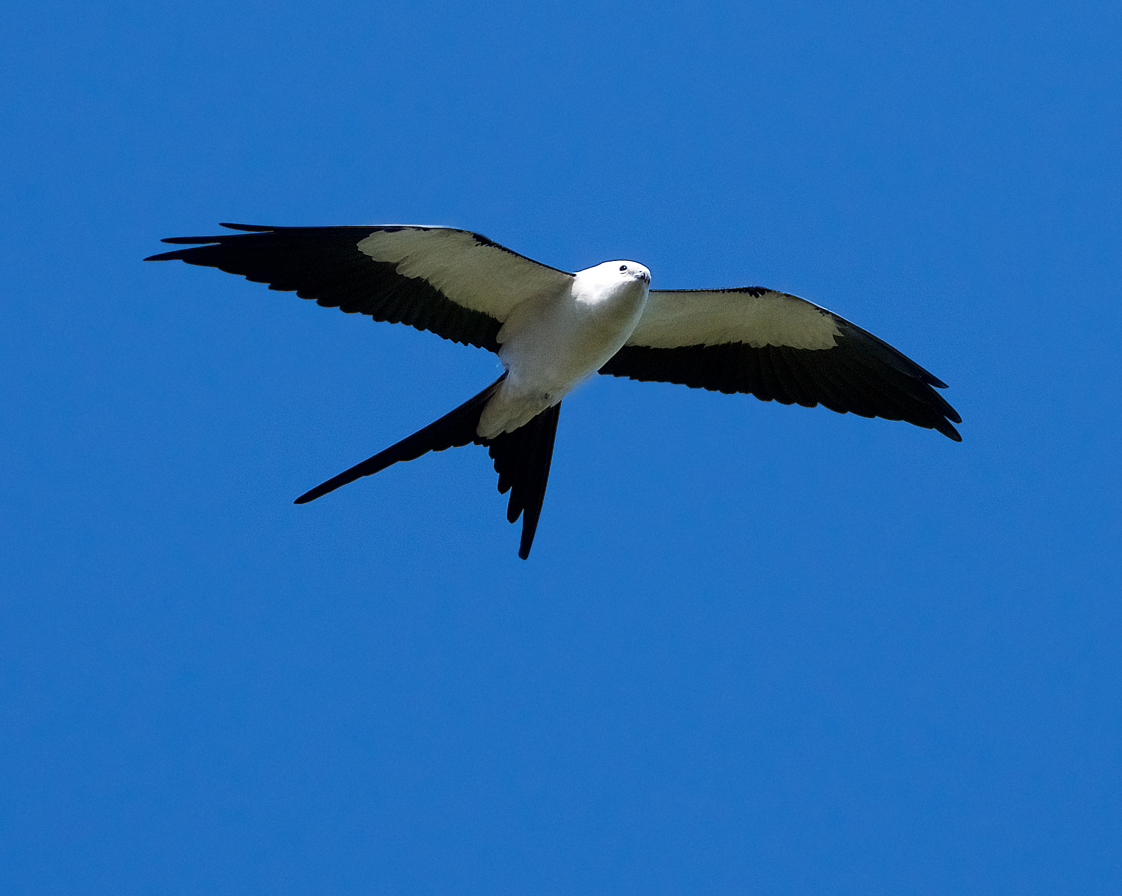 A black and white swallow tailed kite soars above, against a bright blue sky