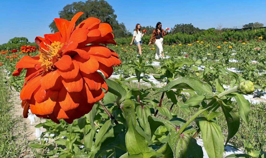 Sweetfields Farm
