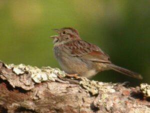 A brown and tan Bachman's Sparrow with an open beach perches on a tree branch with green foliage behind it.