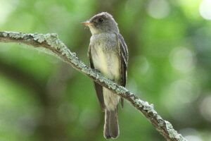 An Easter Wood-Pewee, with grey and light beige coloring, perches on a small tree branch with green foliage behind it.