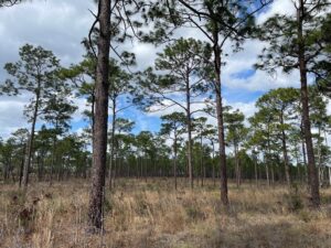 A grassy field with towering pine trees standing against a blue sky with white clouds.